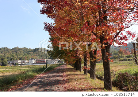 Autumn leaves at the foot of Yamaguchihimeyama Autumn leaves at the foot of Yamaguchihimeyama 108515714