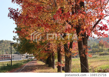 Autumn leaves at the foot of Yamaguchihimeyama Autumn leaves at the foot of Yamaguchihimeyama 108515716