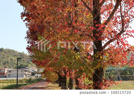 山口姬山腳下的秋葉 山口姬山腳下的秋葉 108515720