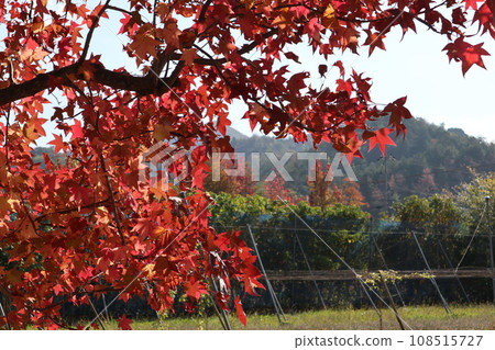 Autumn leaves at the foot of Yamaguchihimeyama Autumn leaves at the foot of Yamaguchihimeyama 108515727