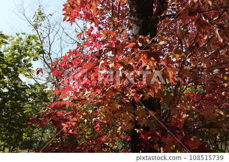 山口姬山腳下的秋葉 108515739