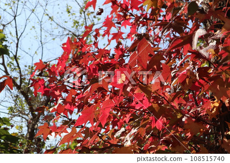 山口姬山腳下的秋葉 山口姬山腳下的秋葉 108515740