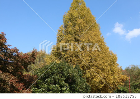 Autumn leaves at the foot of Yamaguchihimeyama 108515753