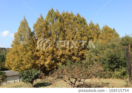 Autumn leaves at the foot of Yamaguchihimeyama Autumn leaves at the foot of Yamaguchihimeyama 108515754