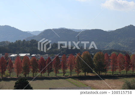 Autumn leaves at the foot of Yamaguchihimeyama Autumn leaves at the foot of Yamaguchihimeyama 108515758