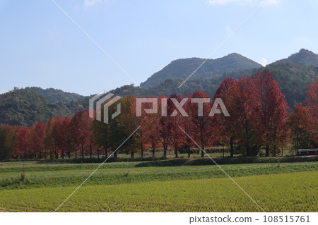 Autumn leaves at the foot of Yamaguchihimeyama 108515761