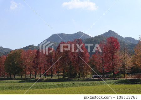 Autumn leaves at the foot of Yamaguchihimeyama 108515763