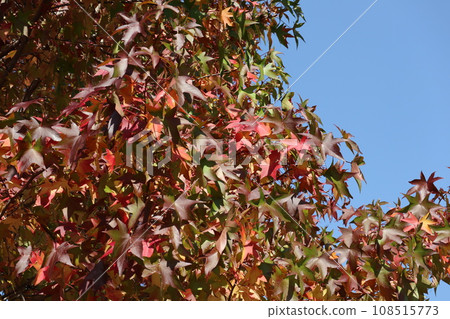 Autumn leaves at the foot of Yamaguchihimeyama Autumn leaves at the foot of Yamaguchihimeyama 108515773