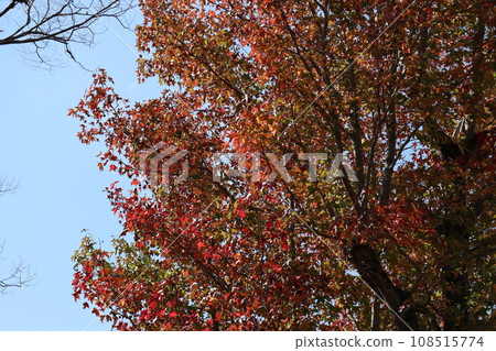 山口姬山腳下的秋葉 108515774