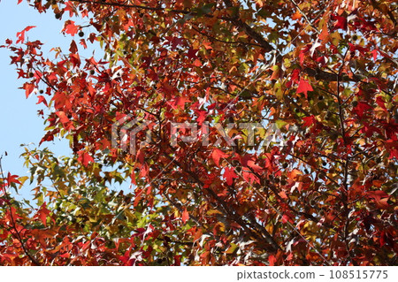 山口姬山腳下的秋葉 108515775