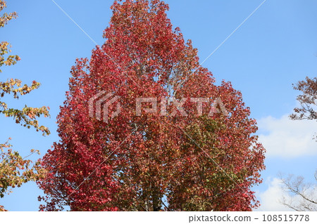 Autumn leaves at the foot of Yamaguchihimeyama 108515778