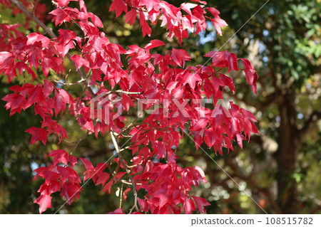 Autumn leaves at the foot of Yamaguchihimeyama 108515782