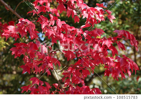 山口姬山腳下的秋葉 山口姬山腳下的秋葉 108515783