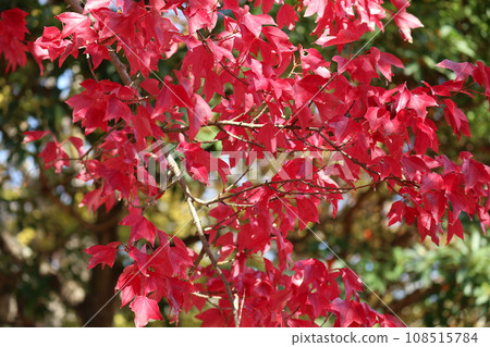 山口姬山腳下的秋葉 山口姬山腳下的秋葉 108515784