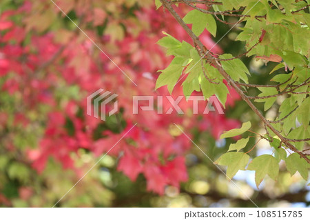 Autumn leaves at the foot of Yamaguchihimeyama Autumn leaves at the foot of Yamaguchihimeyama 108515785