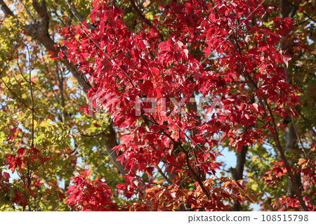 山口姬山腳下的秋葉 山口姬山腳下的秋葉 108515798