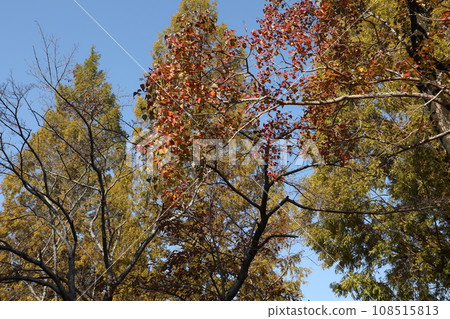 Autumn leaves at the foot of Yamaguchihimeyama 108515813
