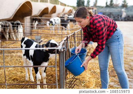 Young girl farmer feeding calves from bucket in stall outdoors Young girl farmer feeding calves from bucket in stall outdoors 108515973