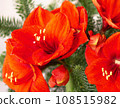 Winter bouquet with red amaryllis and fir branches. 108515982