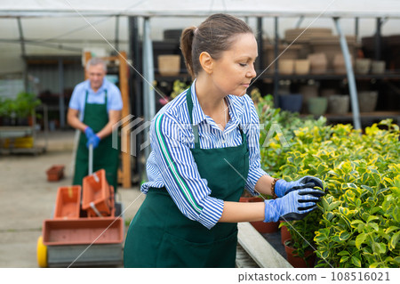 Woman holding flowers eonymus aurea in greenhouse Woman holding flowers eonymus aurea in greenhouse 108516021
