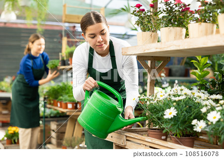 Woman seller watering chrysanthemum shrub in flower shop 108516078