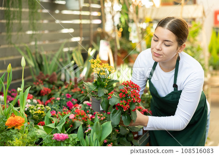Gardener woman holding potted kalanchoe in container garden 108516083