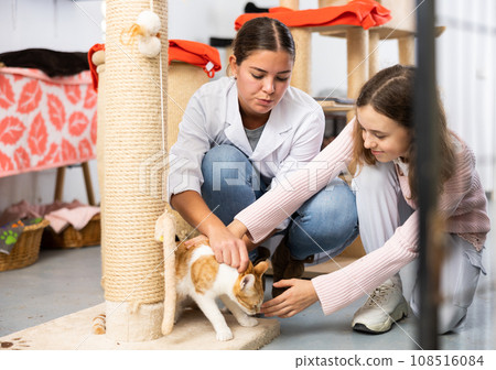 Preteen girl petting red and white cat with female worker in shelter Preteen girl petting red and white cat with female worker in shelter 108516084