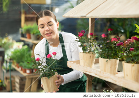 female worker holding flower pot with rose bush in her hands 108516112