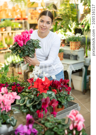 visitor to flower shop examines large flowers of cyclamen visitor to flower shop examines large flowers of cyclamen 108516117