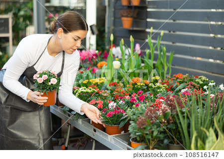 Woman inspects garden carnation flowers for injury in pots 108516147