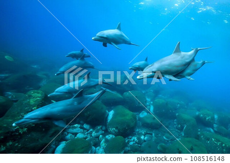 Dolphins_Mikurajima_20_A pod of dolphins approaching Dolphins_Mikurajima_20_A pod of dolphins approaching 108516148