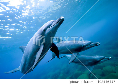 Dolphins_Mikurajima_16_Three dolphins approaching Dolphins_Mikurajima_16_Three dolphins approaching 108516157