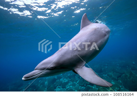 Dolphin_Mikurajima_13_Solo dolphin 108516164