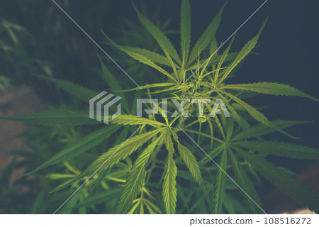 Green Marijuana tree cannabis plant narcotic herbal in greenhouse. Hemp leaf made cannabis crude oil at medicine farm. CBC, THC herb agriculture by Weed leaf Drug and medicine healthcare concept 108516272