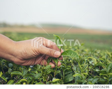Woman hand plucking green tea tree picking bud young tender camellia sinensis leaves organic farm. Hand holding harvest plucking black green tea herbal agriculture. Woman work Black Tea farm harvest 108516286