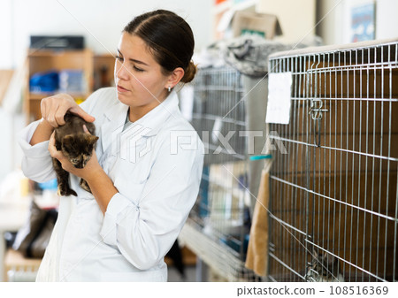 Young woman examining homeless kitten in animal shelter Young woman examining homeless kitten in animal shelter 108516369