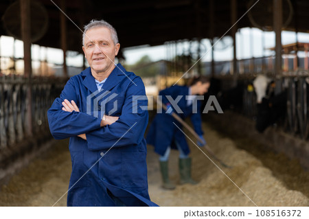 Experienced male breeder standing in stall on background with herd of cows on livestock farm 108516372