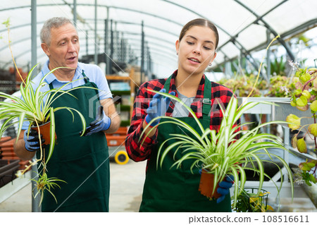Two gardener are standing with flower Chlorophytum near plants 108516611