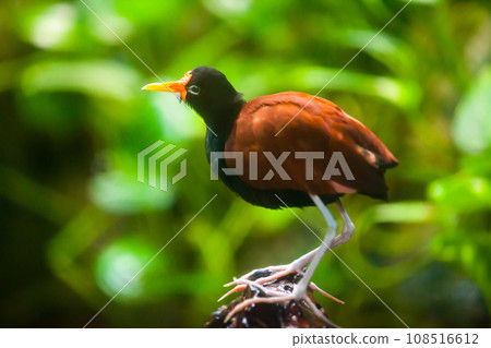 Wattled jacana on tree branch Wattled jacana on tree branch 108516612