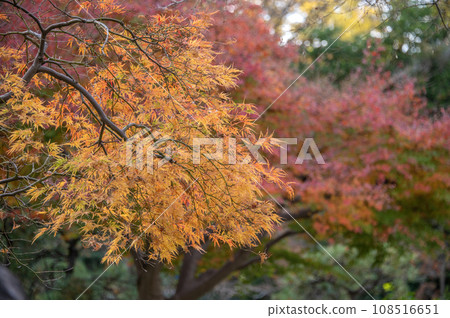 戶越公園秋葉東京品川區 108516651