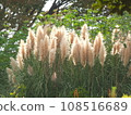 秋季特產蒲葦 108516689
