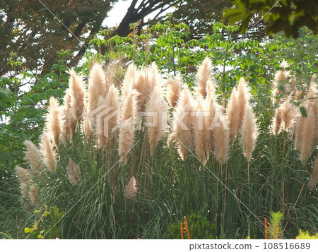 秋季特產蒲葦 108516689