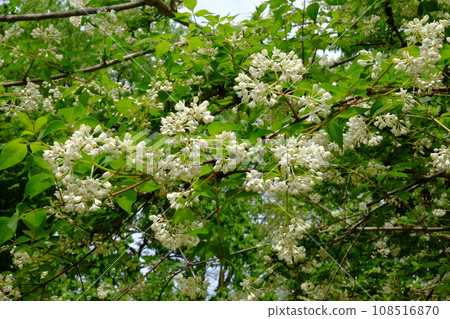 White honeysuckle in full bloom [Tsukui, Sagamihara City, April] 108516870