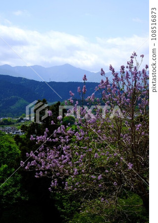 丹澤山脈和泡桐花 [相模原市築井市 4 月] 108516873