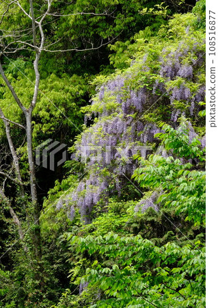 綠樹環繞的樹木和野生紫藤 [相模原市築井市，4 月] 108516877