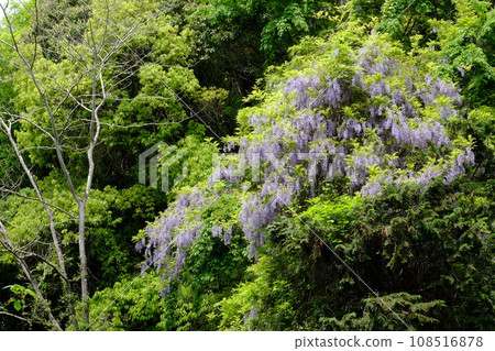 被新綠包圍的紫藤花 [相模原市津久井 4 月] 108516878