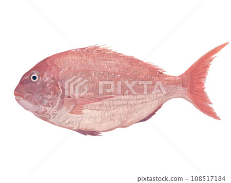 紅鯛魚的插圖 108517184