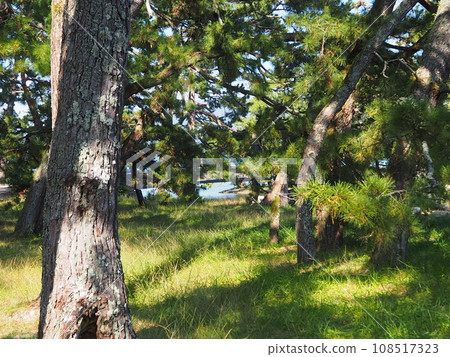 Amanohashidate松 108517323