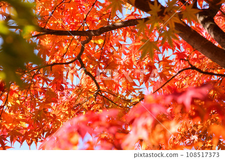 Autumn leaves of maple 108517373
