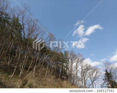 Dead tree and blue sky Dead tree and blue sky 108517591